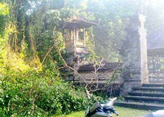 Nusabali.com - hujan-angin-pohon-tumbang-timpa-bale-kulkul-pura-dalem-sumbersari