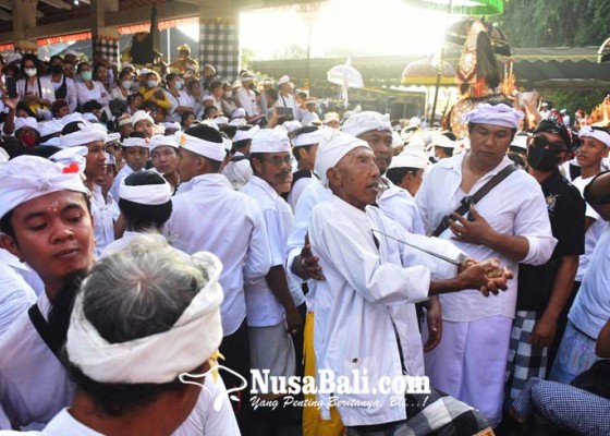 Nusabali.com - tradisi-ngerebong-di-kesiman-puluhan-krama-kerauhan-dan-ngunying
