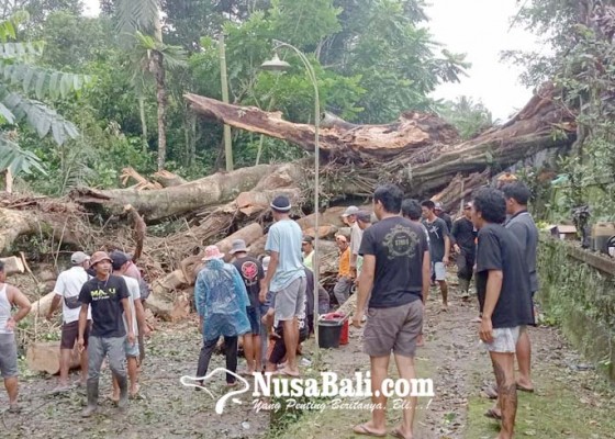Nusabali.com - pohon-beringin-keramat-di-pura-puseh-ganggangan-tumbang-warga-sampai-pingsan