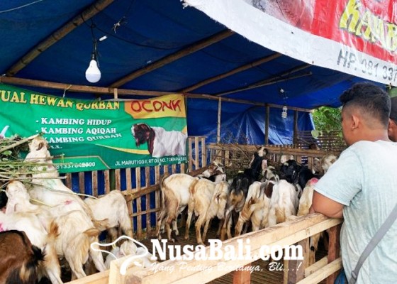 Nusabali.com - harga-hewan-kurban-meningkat-penjualan-menurun-di-tengah-kabar-pmk