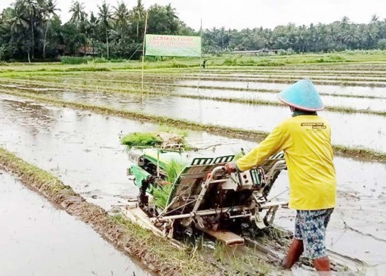 Nusabali.com - tidak-impor-beras-3-tahun-jokowi-terima-kasih-ke-petani