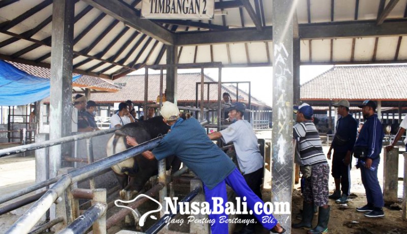 www.nusabali.com-pasar-hewan-ditutup-pedagang-sapi-hanya-bisa-pasrah