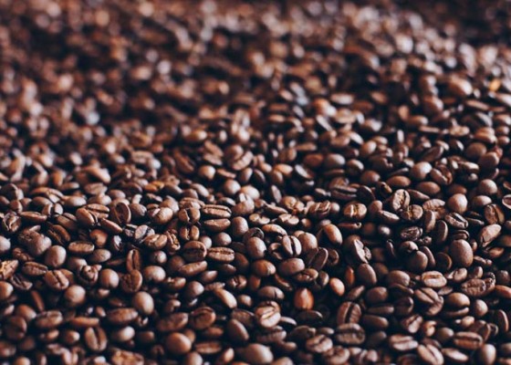 Nusabali.com - produksi-kopi-robusta-tabanan-meningkat