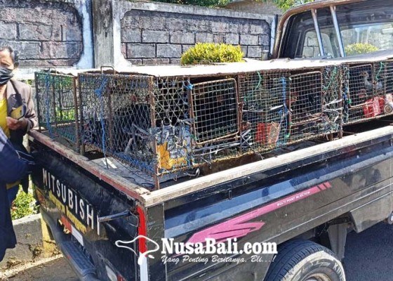 Nusabali.com - upayakan-swasembada-pangan-desa-sepang-dibantu-ratusan-ekor-ayam-buras