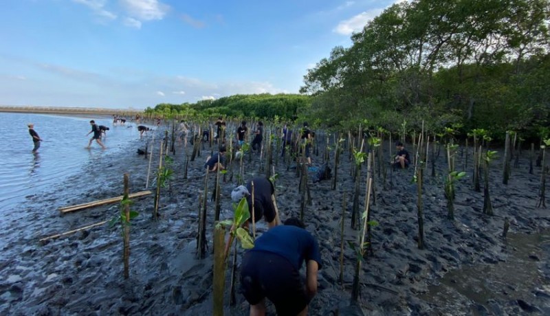 www.nusabali.com-sambut-hut-ke-59-st-yowana-pratyaksa-tanam-mangrove