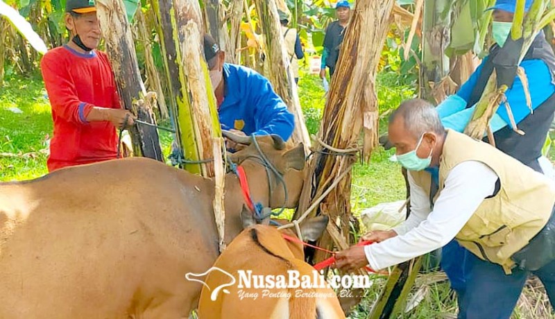www.nusabali.com-vaksinasi-pmk-di-denpasar-sudah-mencapai-8991-persen