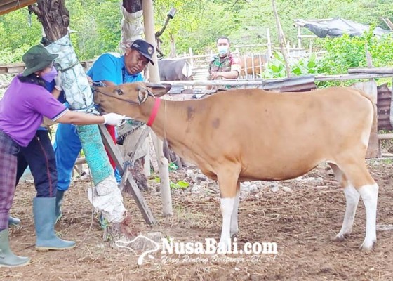 Nusabali.com - kejar-zero-case-93-ribu-sapi-di-bali-telah-divaksin
