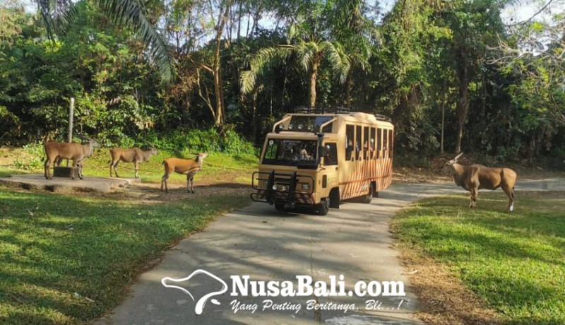 www.nusabali.com-bali-safari-and-marine-park-siapkan-jungle-trail