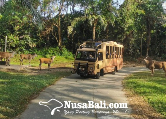 Nusabali.com - bali-safari-and-marine-park-siapkan-jungle-trail