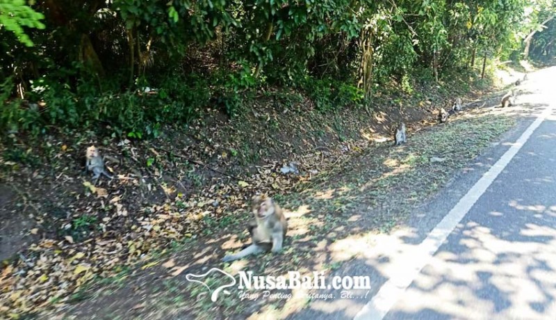 www.nusabali.com-sering-diberi-makan-di-pinggir-jalan-monyet-di-tnbb-kerap-mati-tertabrak