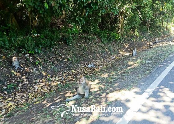 Nusabali.com - sering-diberi-makan-di-pinggir-jalan-monyet-di-tnbb-kerap-mati-tertabrak