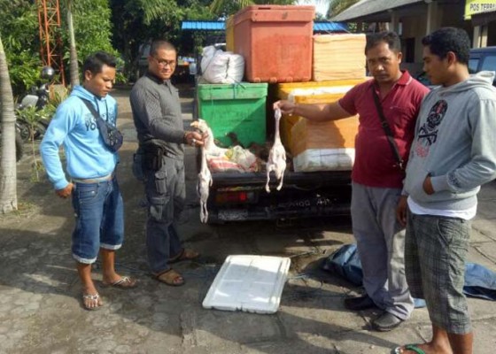 Nusabali.com - polisi-gagalkan-pengiriman-daging-ilegal-ke-bali