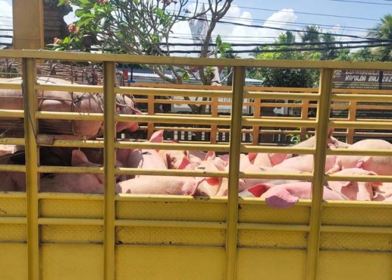 Nusabali.com - tanpa-skkh-pengiriman-45-ekor-babi-diamankan-di-mendoyo