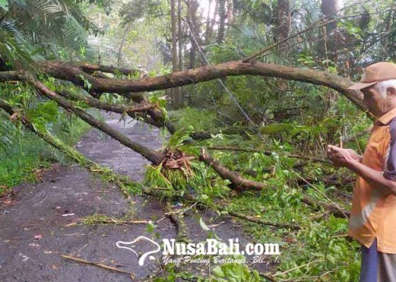 Nusabali.com - bpbd-karangasem-bersihkan-pohon-tumbang