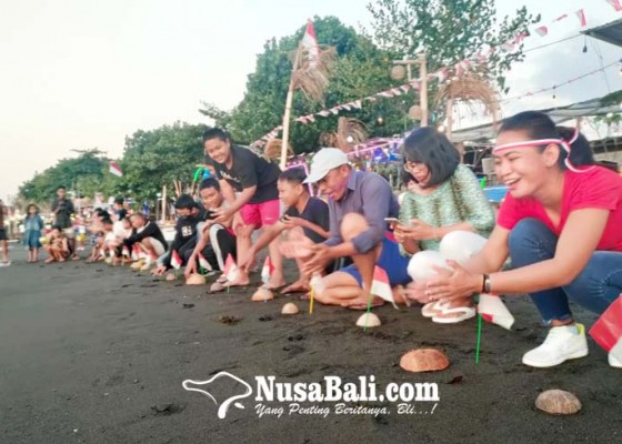Nusabali.com - puluhan-tukik-dilepas-di-pantai-penimbangan
