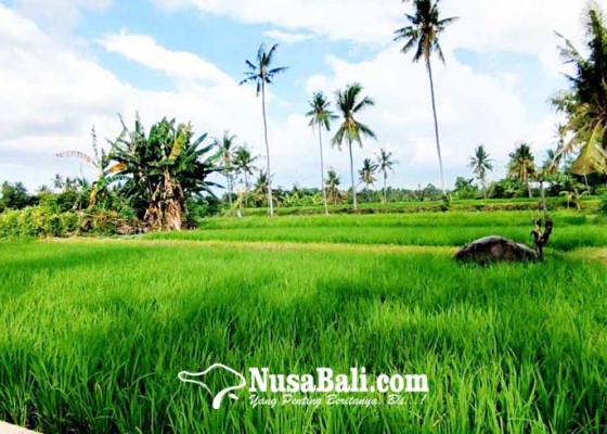 Nusabali.com - minat-asuransi-padi-masih-rendah