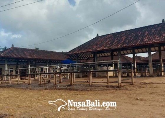 Nusabali.com - potensi-rugi-makin-besar-berharap-perdagangan-sapi-antarpulau-dibuka-lagi