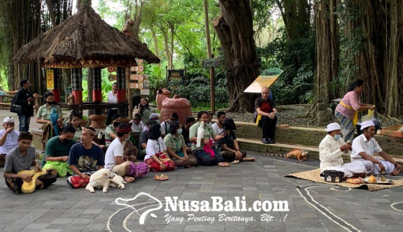 www.nusabali.com-bali-safari-park-gelar-upacara-tumpek-uye-wujud-kasih-sayang-terhadap-satwa