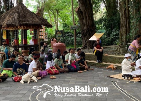 Nusabali.com - bali-safari-park-gelar-upacara-tumpek-uye-wujud-kasih-sayang-terhadap-satwa