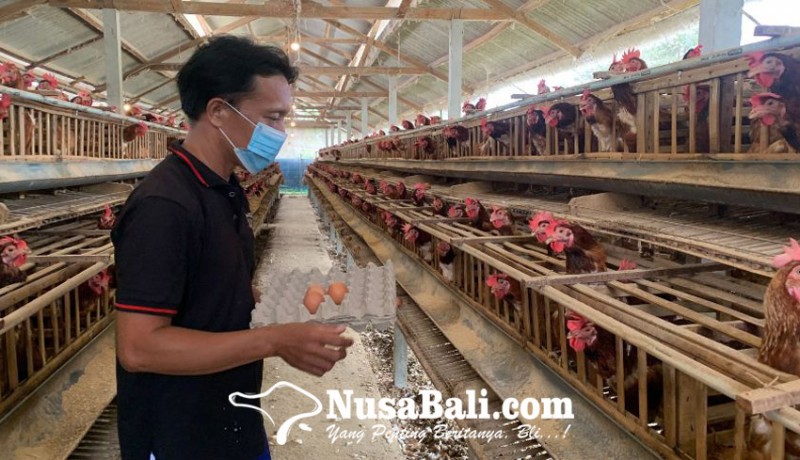 www.nusabali.com-harga-telur-melesat-peternak-ungkap-penyebabnya