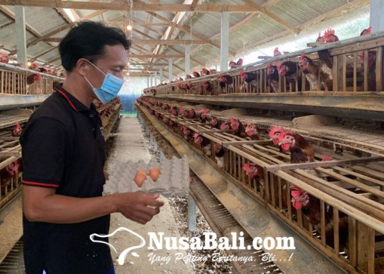 Nusabali.com - harga-telur-melesat-peternak-ungkap-penyebabnya