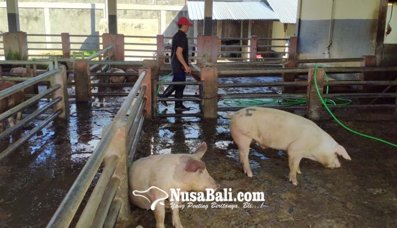 www.nusabali.com-harga-babi-hidup-di-denpasar-turun
