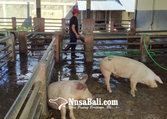 Nusabali.com - harga-babi-hidup-di-denpasar-turun