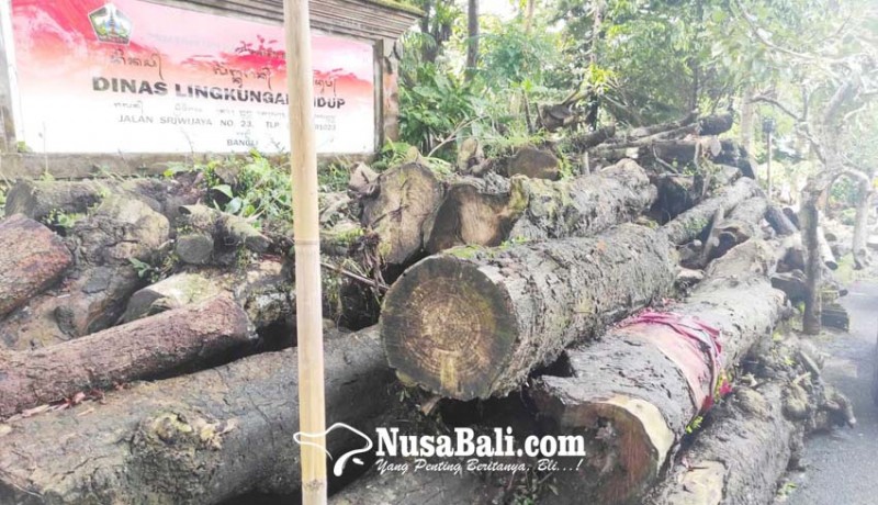 www.nusabali.com-dlh-bangli-lelang-pohon-perindang