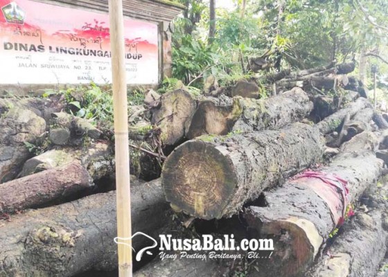 Nusabali.com - dlh-bangli-lelang-pohon-perindang
