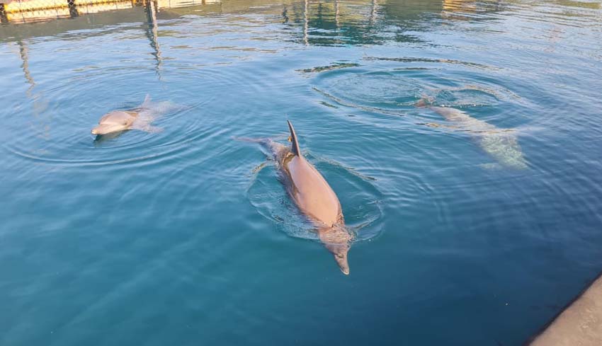 www.nusabali.com-lama-hidup-di-kolam-ada-lumba-lumba-yang-buta-dan-gigi-rusak