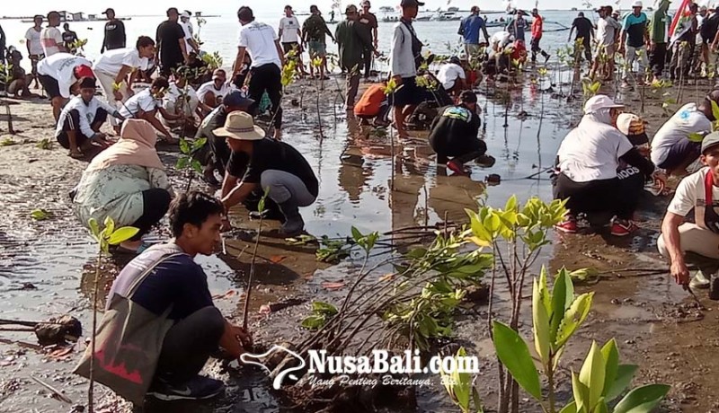 www.nusabali.com-penanaman-mangrove-digencarkan-di-pesisir-gerokgak