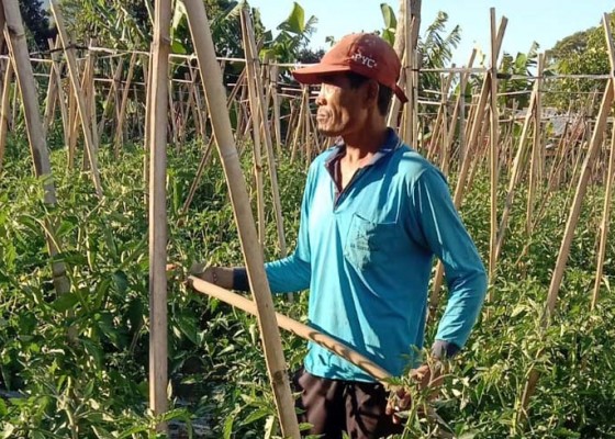 Nusabali.com - petani-kesulitan-bahan-bakar