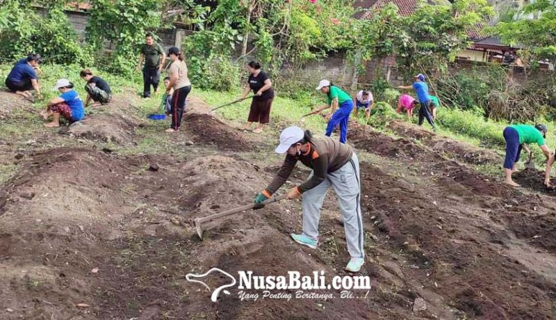 www.nusabali.com-kwt-pesedahan-tanam-hortikultura