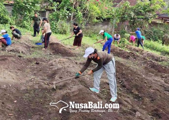 Nusabali.com - kwt-pesedahan-tanam-hortikultura