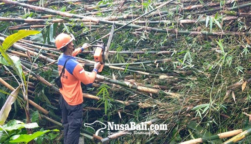 www.nusabali.com-bambu-tumbang-timpa-rumah-dan-merajan