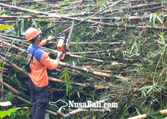 Nusabali.com - bambu-tumbang-timpa-rumah-dan-merajan