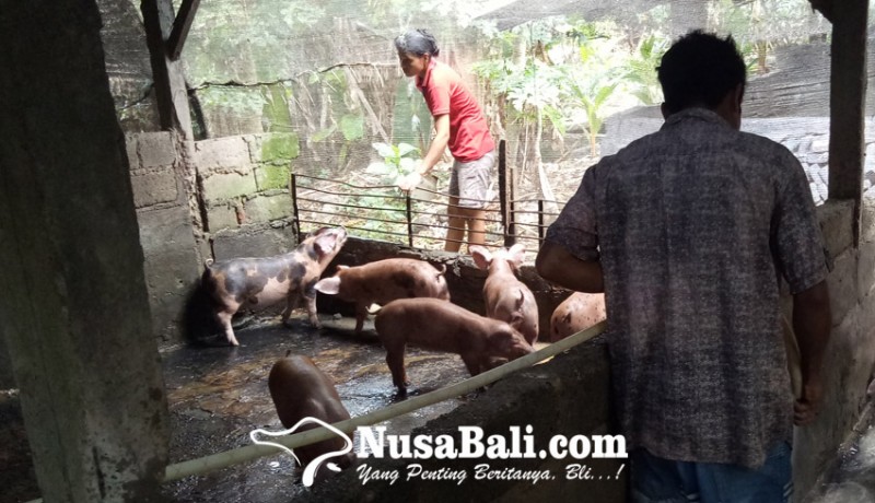 www.nusabali.com-vaksinasi-babi-dimulai-dari-desa-jagapati