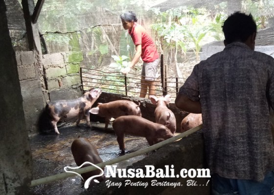 Nusabali.com - vaksinasi-babi-dimulai-dari-desa-jagapati