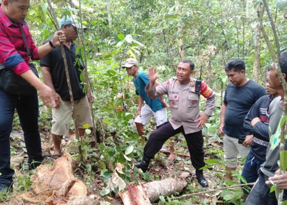 Nusabali.com - tebang-jati-petani-tewas-tertimpa-pohon-kelapa