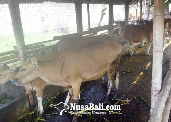 Nusabali.com - kompensasi-63-sapi-terjangkit-pmk-sudah-cair