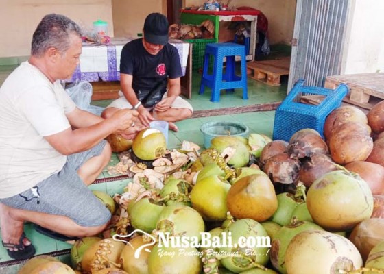 Nusabali.com - bisnis-buah-kelapa-muda