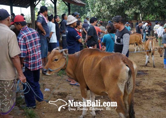 Nusabali.com - pasar-hewan-bebandem-dibuka-30-september