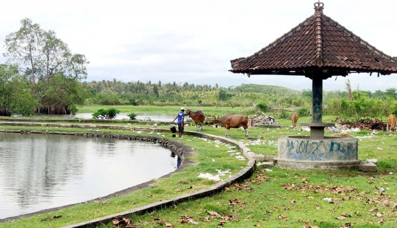 www.nusabali.com-areal-kolam-rekreasi-jadi-tempat-ngangon-sapi
