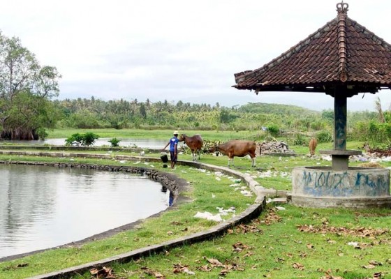 Nusabali.com - areal-kolam-rekreasi-jadi-tempat-ngangon-sapi