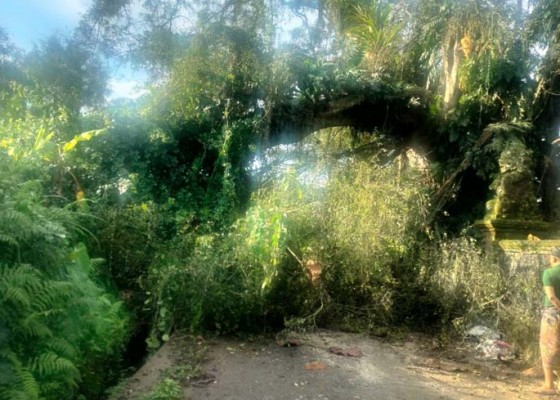Nusabali.com - hujan-deras-pohon-beringin-tumbang