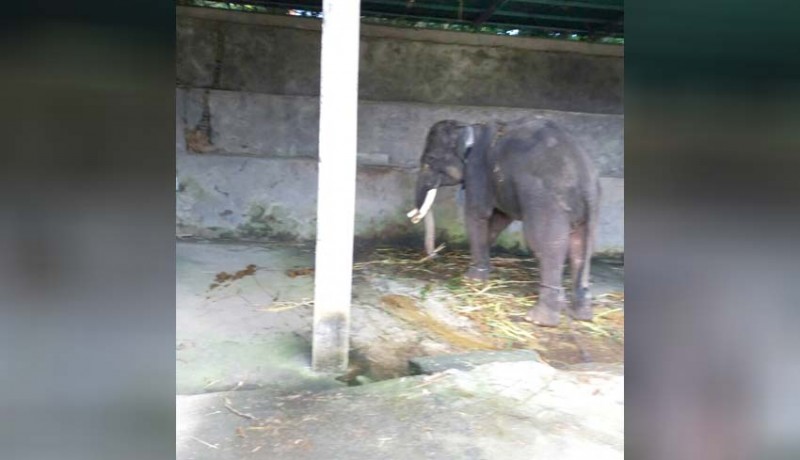www.nusabali.com-bos-rafting-tewas-diserang-gajahnya