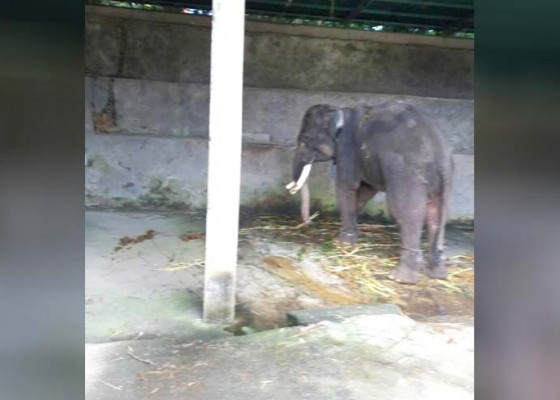 Nusabali.com - bos-rafting-tewas-diserang-gajahnya