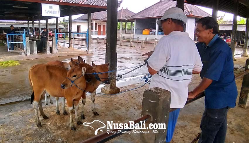 www.nusabali.com-dibuka-sapi-masuk-pasar-beringkit-diperiksa-ketat