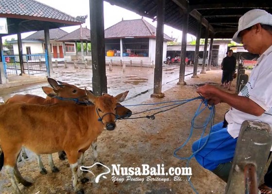 Nusabali.com - dibuka-sapi-masuk-pasar-beringkit-diperiksa-ketat