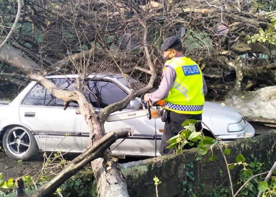 Nusabali.com - satu-mobil-dan-2-motor-tertimpa-pohon-tumbang